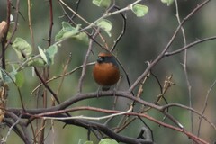 Poospiza rubecula