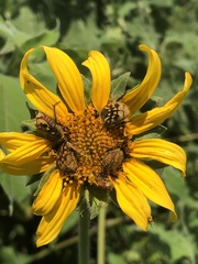 Euphoria subtomentosa