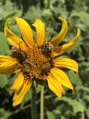 Euphoria subtomentosa