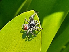 Phiale roburifoliata