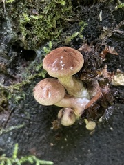 Neolentinus adhaerens