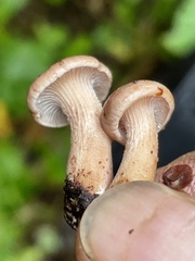 Neolentinus adhaerens