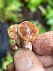 Neolentinus adhaerens