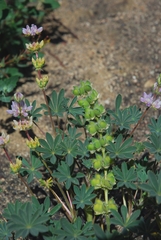 Lupinus microcarpus microcarpus