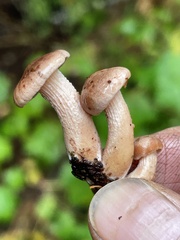 Neolentinus adhaerens