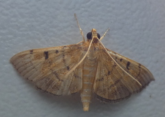 Omiodes indicata