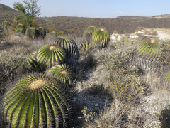 Echinocactus platyacanthus