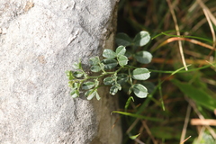 Vicia pyrenaica