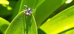Phiale roburifoliata