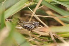 Platycleis albopunctata