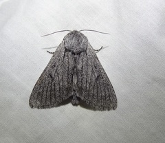 Acronicta cyanescens