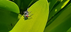 Phiale roburifoliata