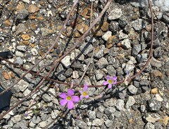 Oxalis drummondii