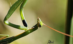 Mantis religiosa religiosa