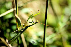 Mantis religiosa religiosa