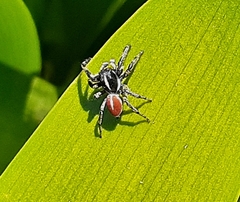 Phiale roburifoliata