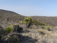 Echinocactus platyacanthus