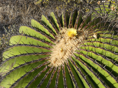 Echinocactus platyacanthus