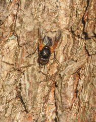 Mesembrina meridiana