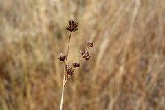 Juncus acuminatus