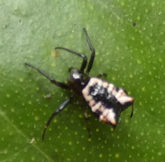 Micrathena patruelis