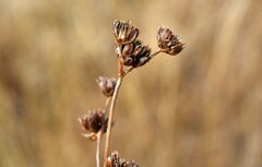 Juncus acuminatus