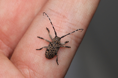 Dichostates lignarius