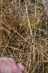 Juncus acuminatus