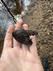 Unionoidea