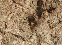 Mesembrina meridiana