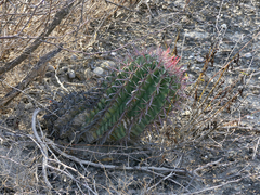 Ferocactus recurvus