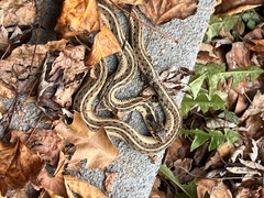 Thamnophis sirtalis