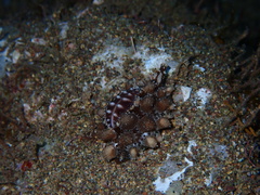 Pusula solandri