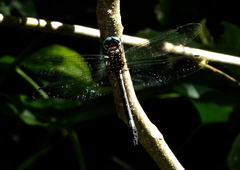 Brechmorhoga pertinax