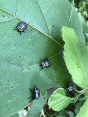 Leptinotarsa undecimlineata