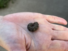 Spodoptera latifascia