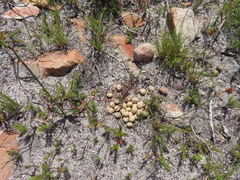 Pronolagus saundersiae