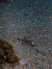 Pusula solandri