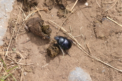Trypocopris pyrenaeus