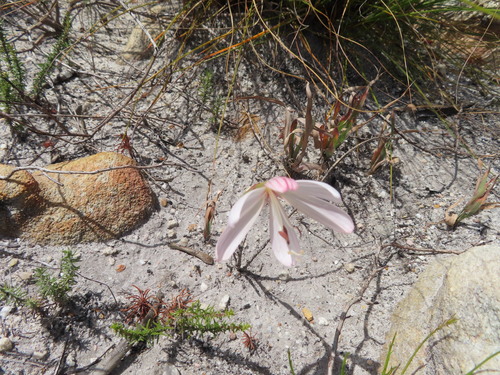 Image of Geissorhiza schinzii by (c) linkie, some rights reserved (CC BY)
