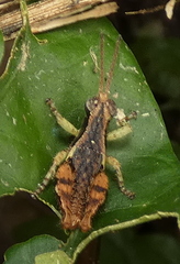 Eujivarus meridionalis