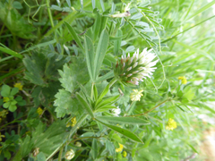 Trifolium pannonicum