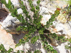 Searsia cuneifolia