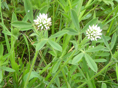 Trifolium pannonicum