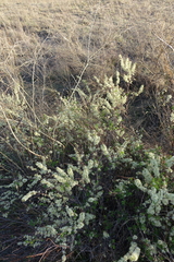 Spiraea hypericifolia