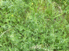 Trifolium pannonicum