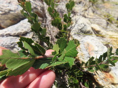 Searsia cuneifolia