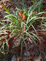 Chasmanthium sessiliflorum