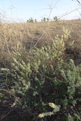 Spiraea hypericifolia