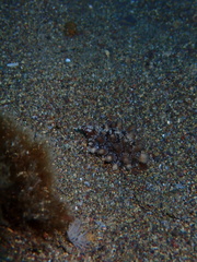 Pusula solandri